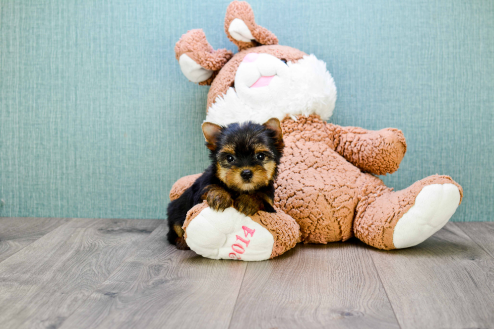 Meet Tinkerbell - our Yorkshire Terrier Puppy Photo 