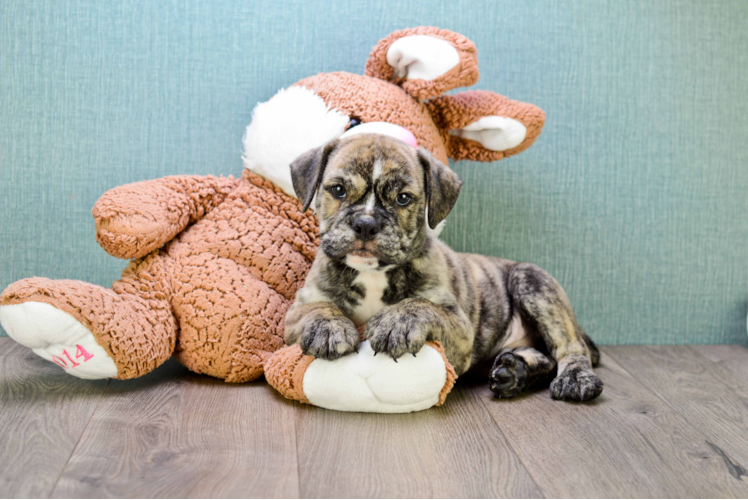 Cute English Bulldog Baby