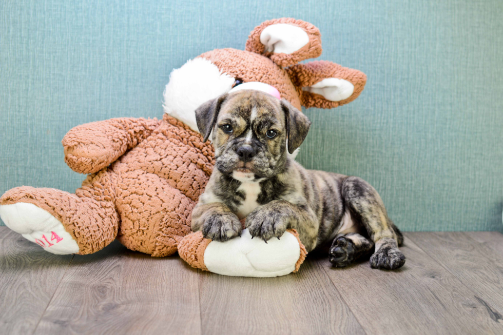 Cute English Bulldog Baby