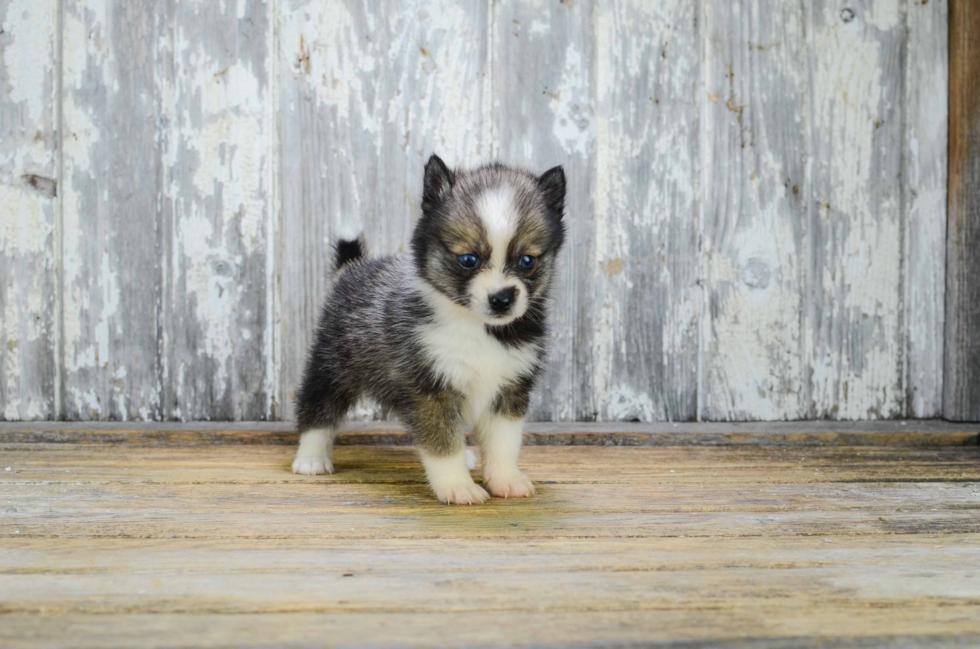 Sweet Pomsky Baby