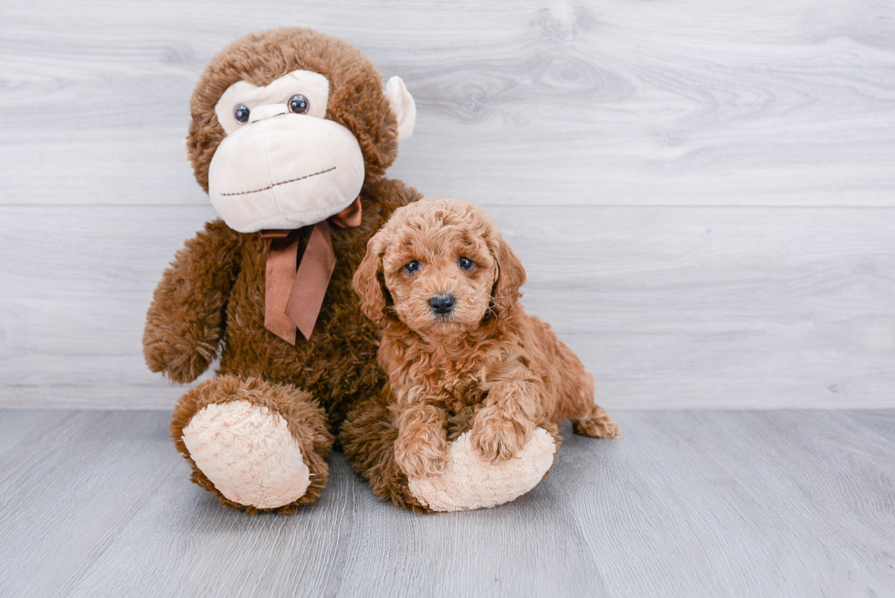 Happy Mini Goldendoodle Baby