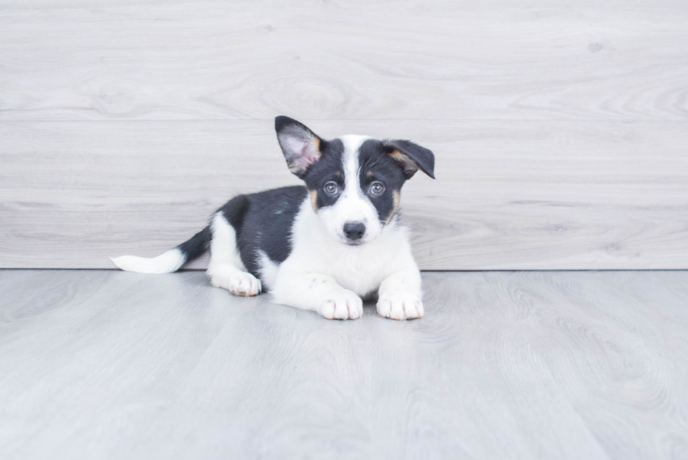 Cowboy Corgi Puppy for Adoption