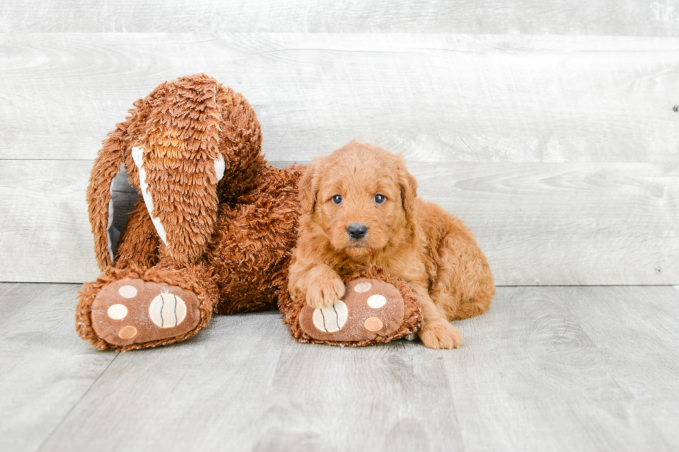 Friendly Mini Goldendoodle Baby