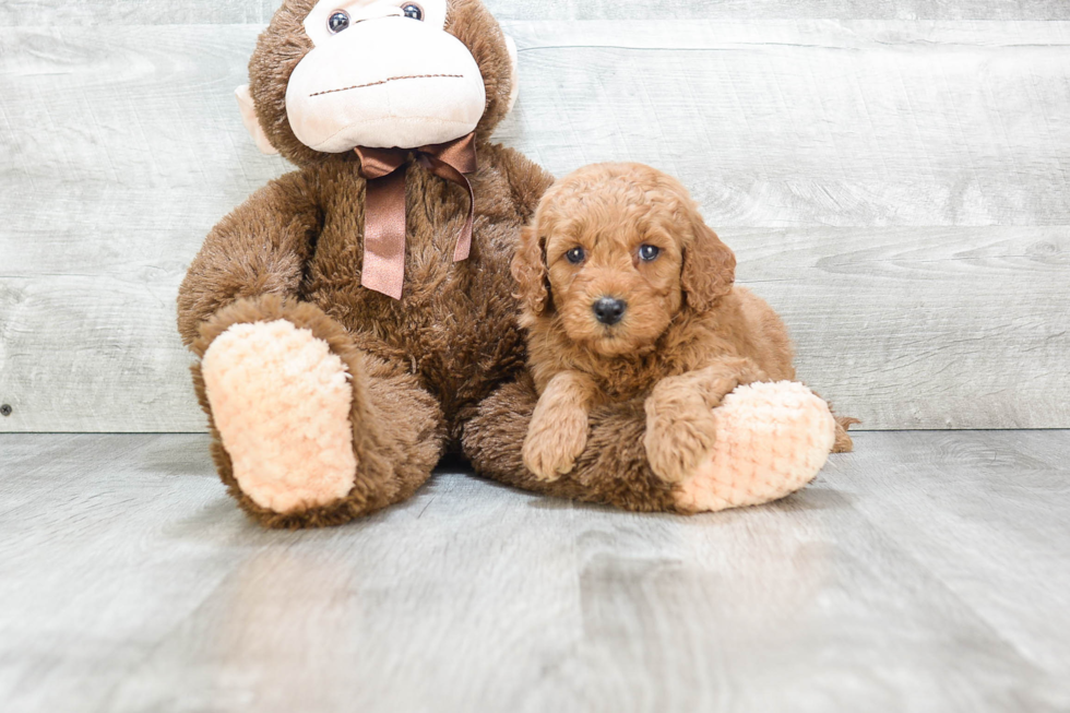 Fluffy Mini Goldendoodle Poodle Mix Pup