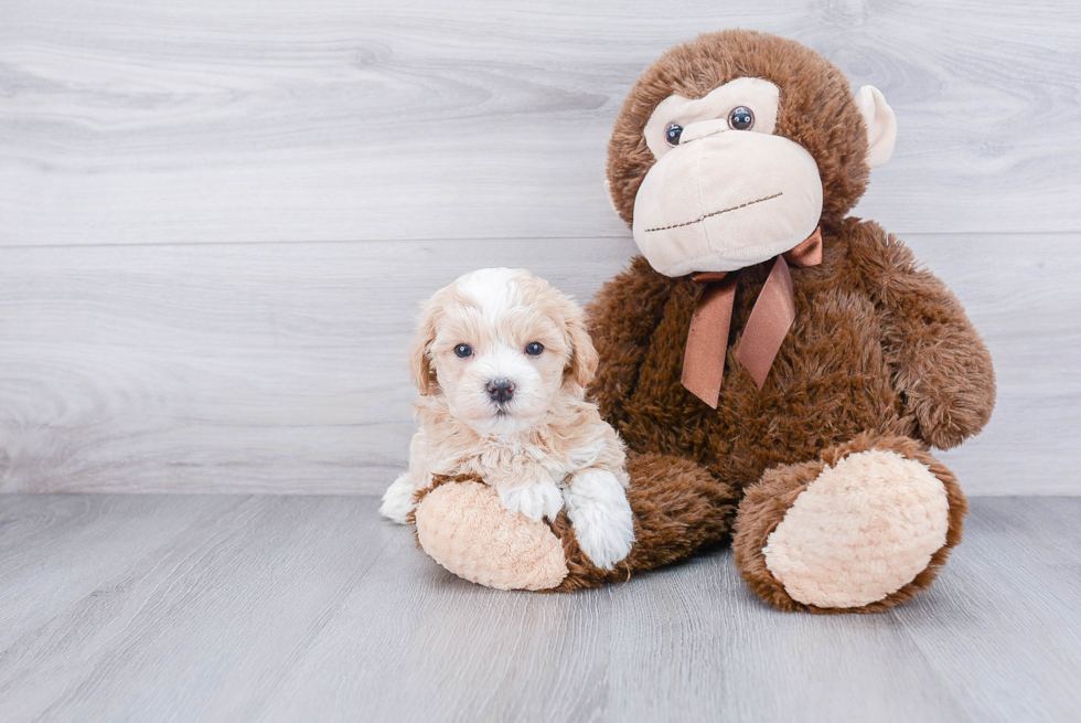 Maltipoo Puppy for Adoption