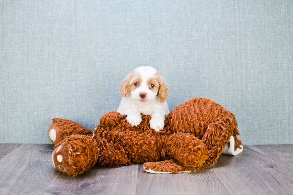 Best Cockapoo Baby