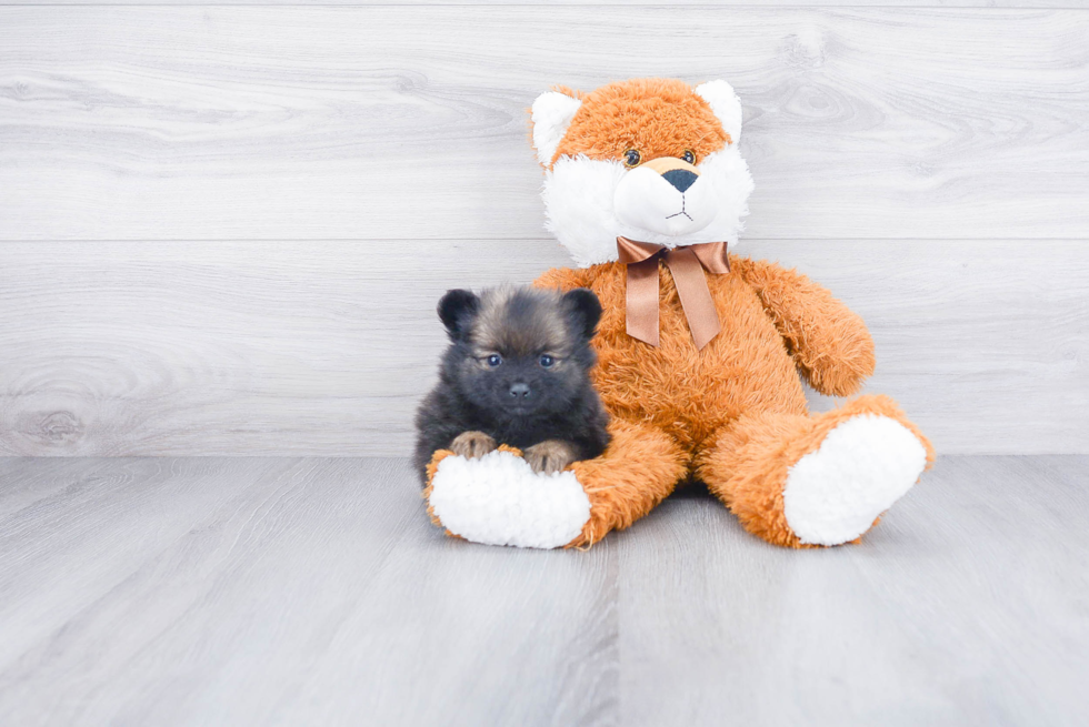 Pomeranian Puppy for Adoption