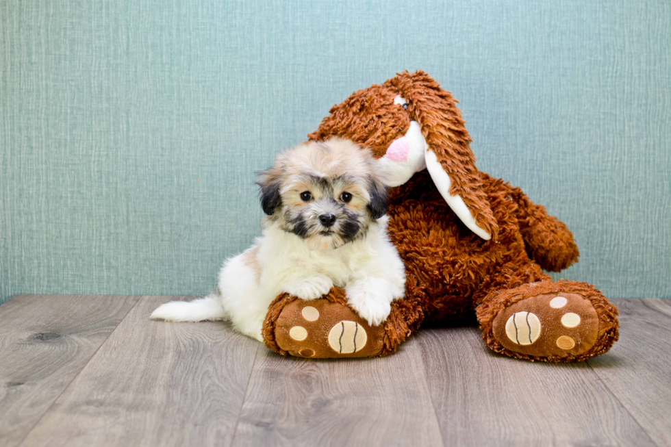 Cute Havanese Purebred Puppy