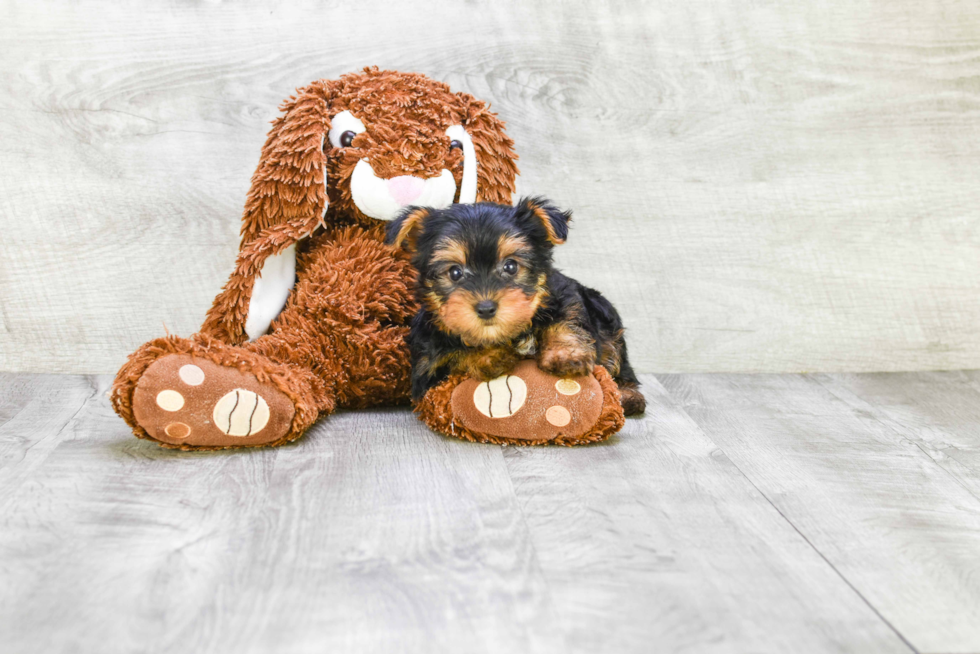 Meet Chase - our Yorkshire Terrier Puppy Photo 