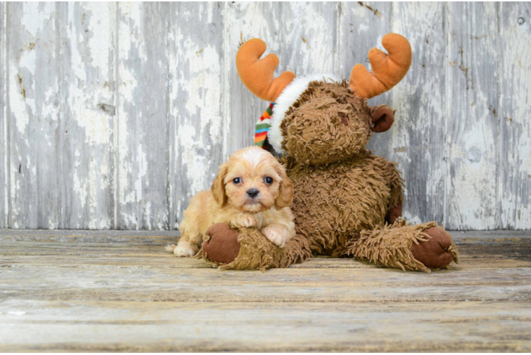 Cavachon Pup Being Cute