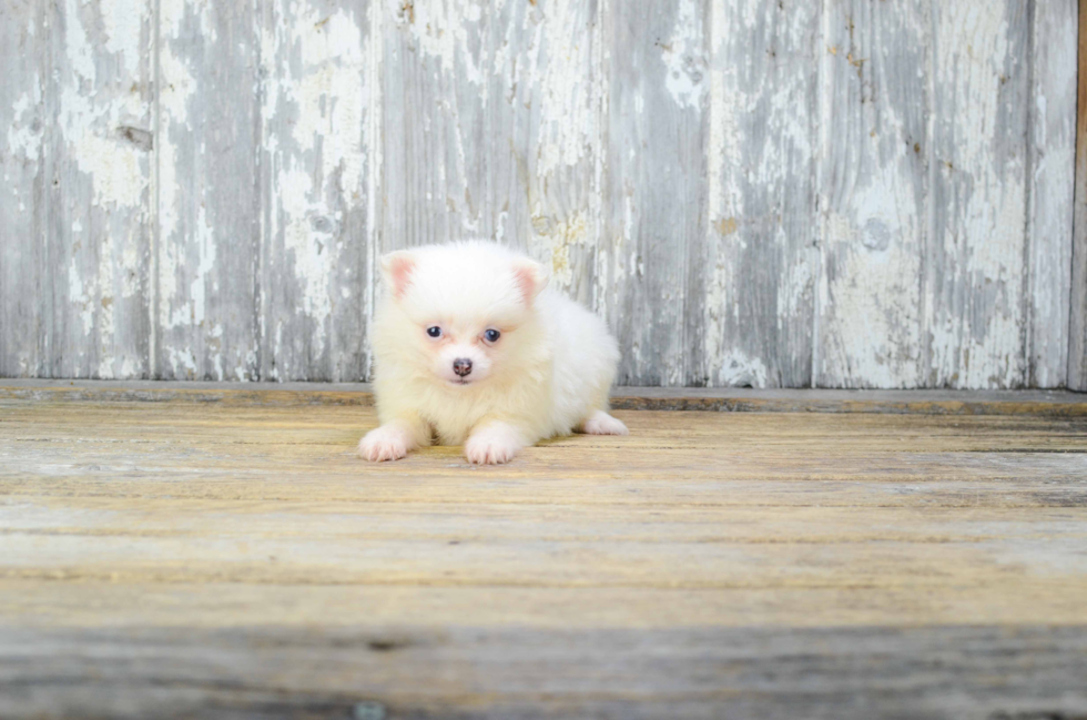 Little Pomeranian Purebred Pup