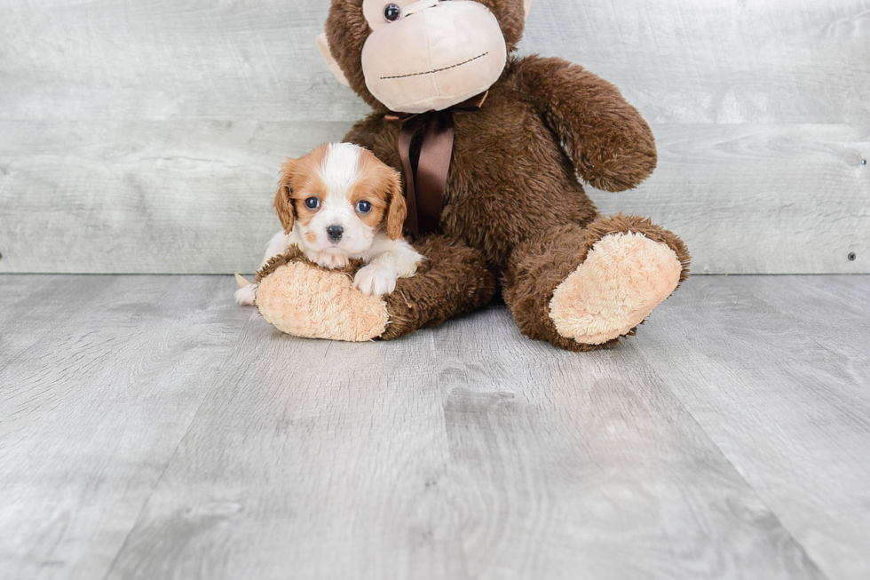 Fluffy Cavalier King Charles Spaniel Purebred Puppy