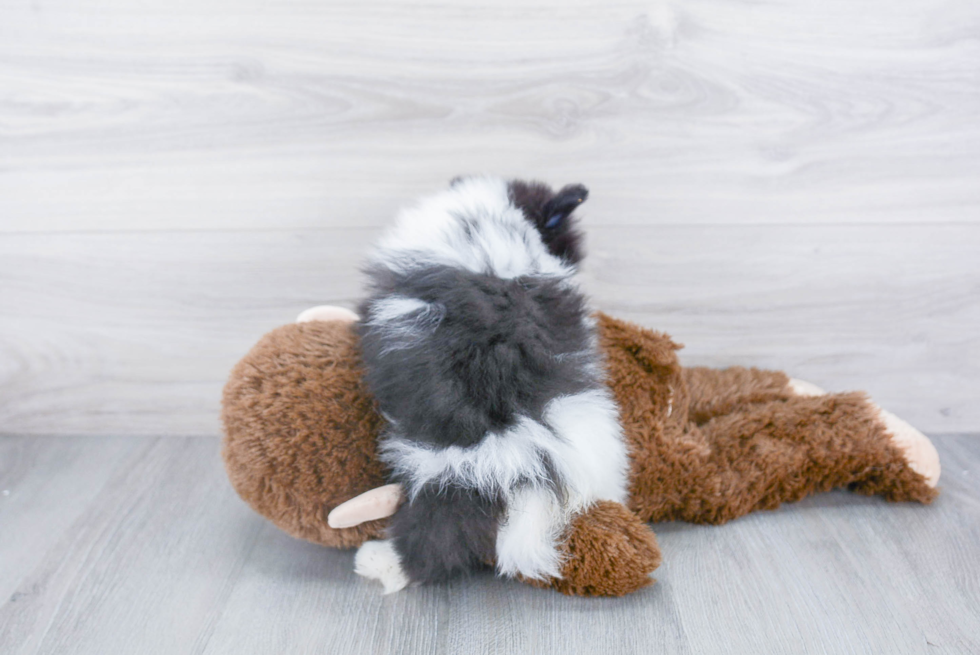 Small Pomeranian Purebred Pup