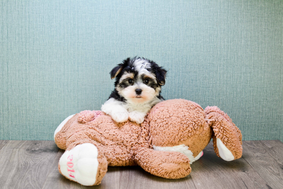 Playful Yorkie Designer Puppy