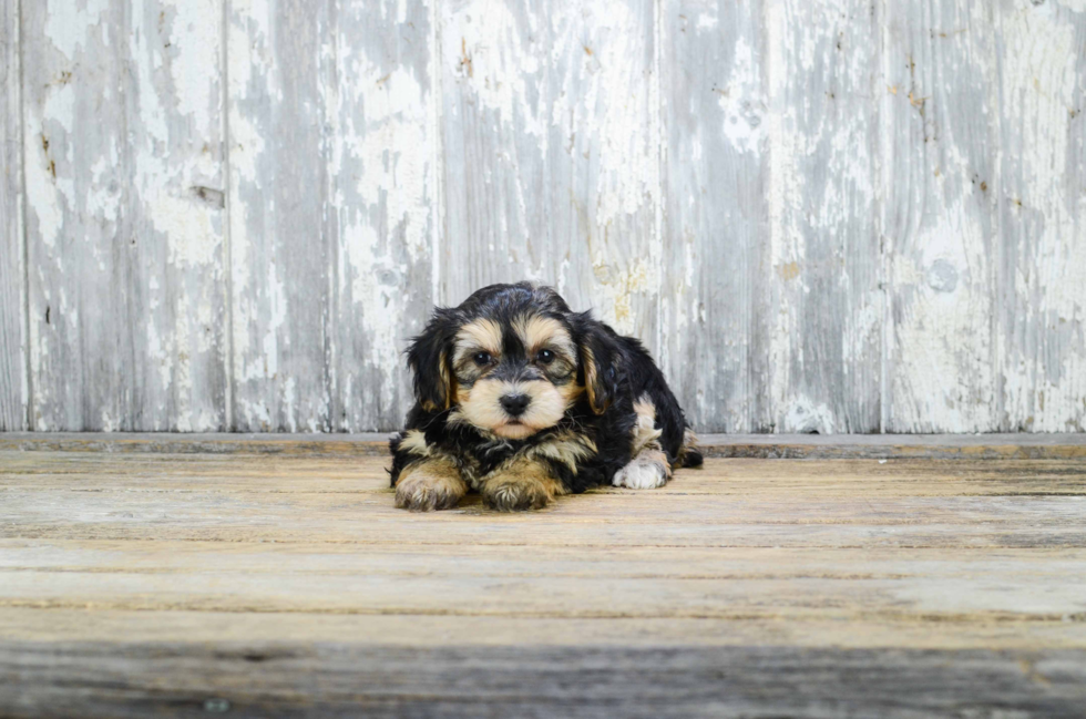 Energetic Yorkie Designer Puppy