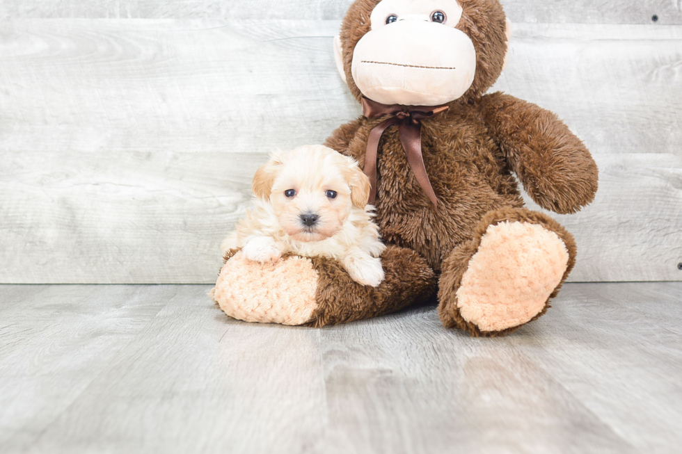 Best Maltipoo Baby