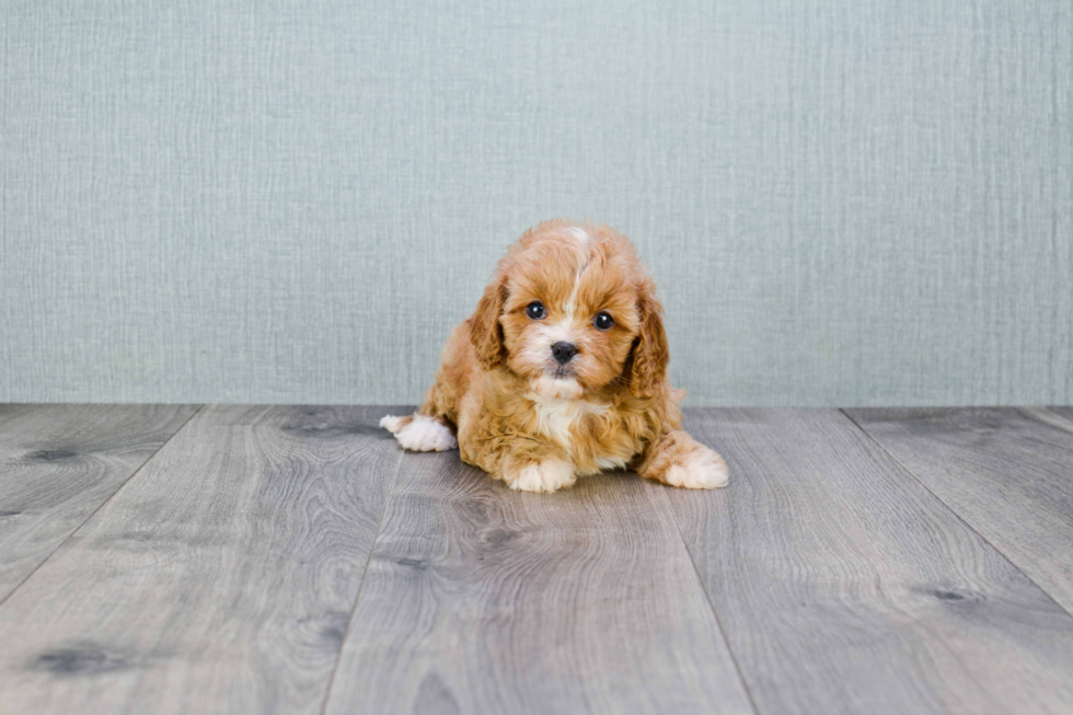 Little Cavoodle Poodle Mix Puppy