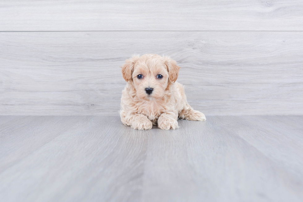 Playful Maltepoo Poodle Mix Puppy