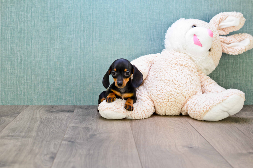 Best Dachshund Baby