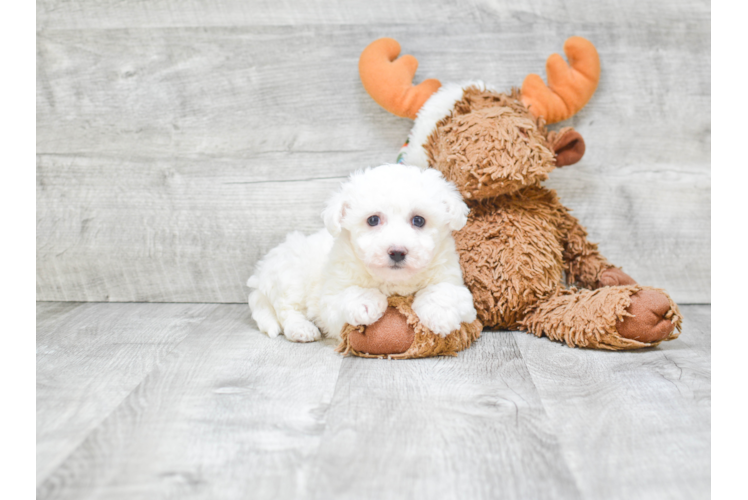 Bichon Frise Pup Being Cute