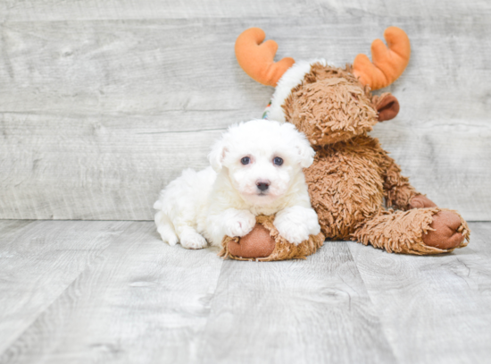 Bichon Frise Pup Being Cute