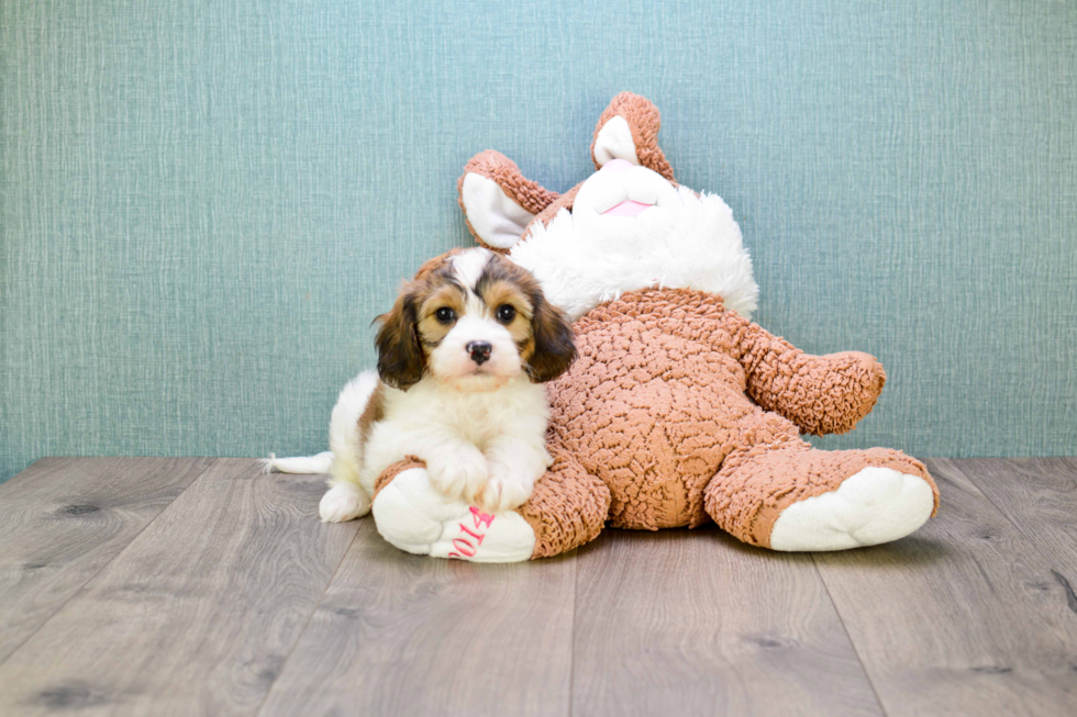 Cavachon Puppy for Adoption