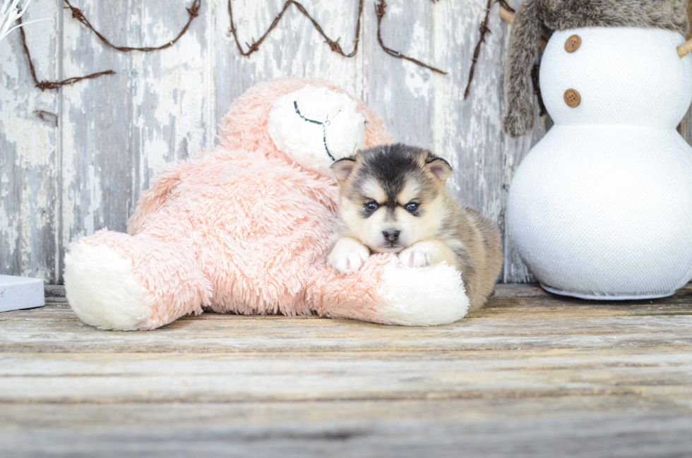 Best Pomsky Baby