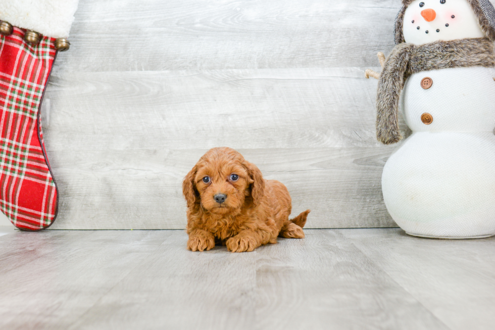 Mini Goldendoodle Pup Being Cute