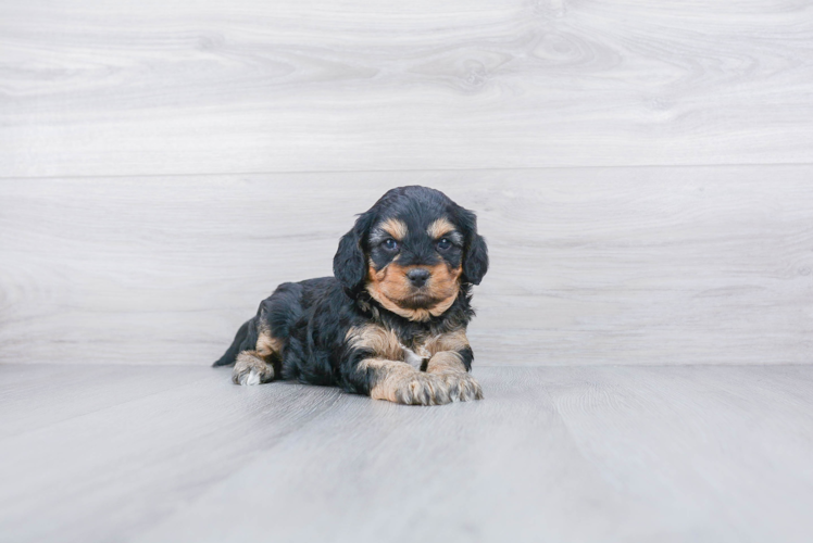 Sweet Cavapoo Baby