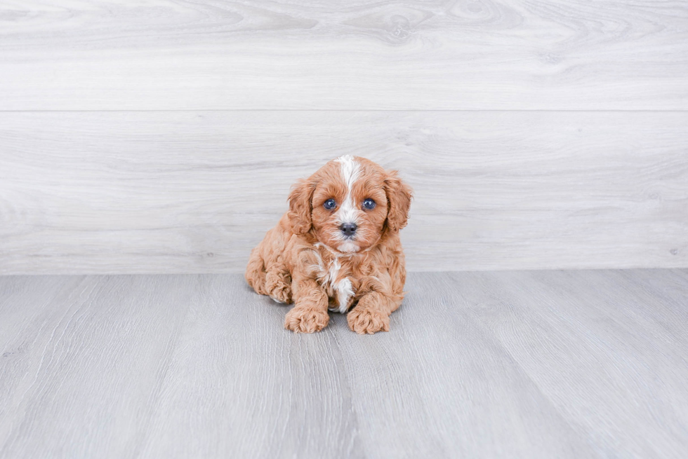 Best Cavapoo Baby