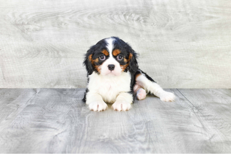 Funny Cavalier King Charles Spaniel Baby