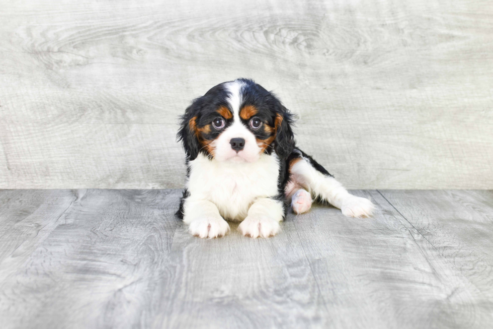 Funny Cavalier King Charles Spaniel Baby