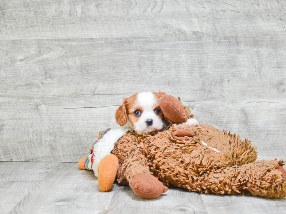 Hypoallergenic Cavalier King Charles Spaniel Baby