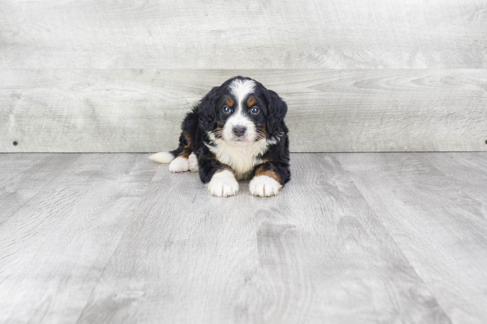 Fluffy Mini Bernedoodle Poodle Mix Pup