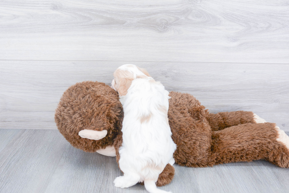 Cavachon Pup Being Cute