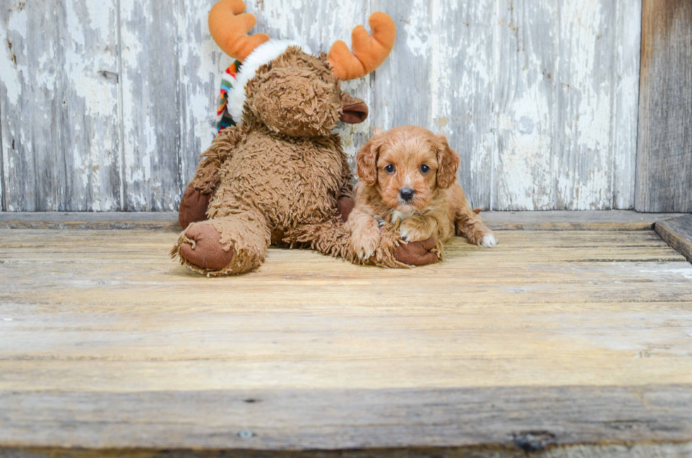 Cavapoo Puppy for Adoption