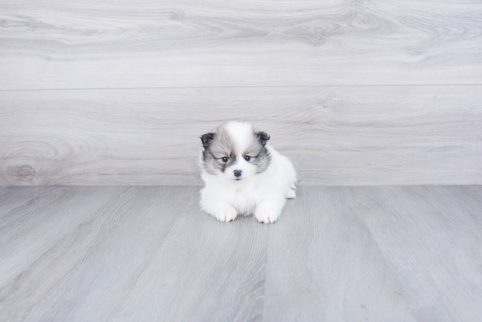 Cute Pomeranian Purebred Puppy