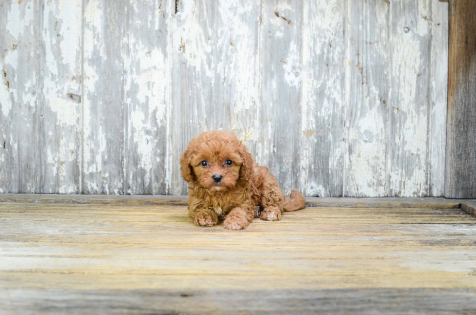 Funny Cavapoo Poodle Mix Pup