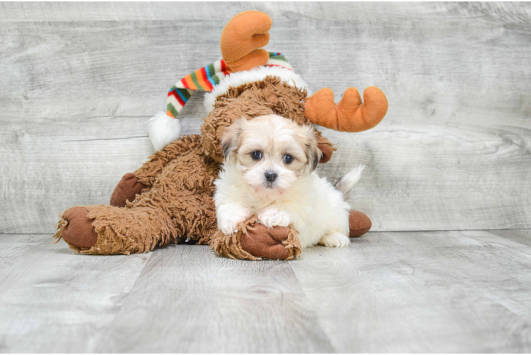 Teddy Bear Pup Being Cute