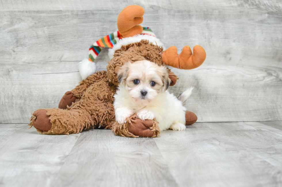 Teddy Bear Pup Being Cute