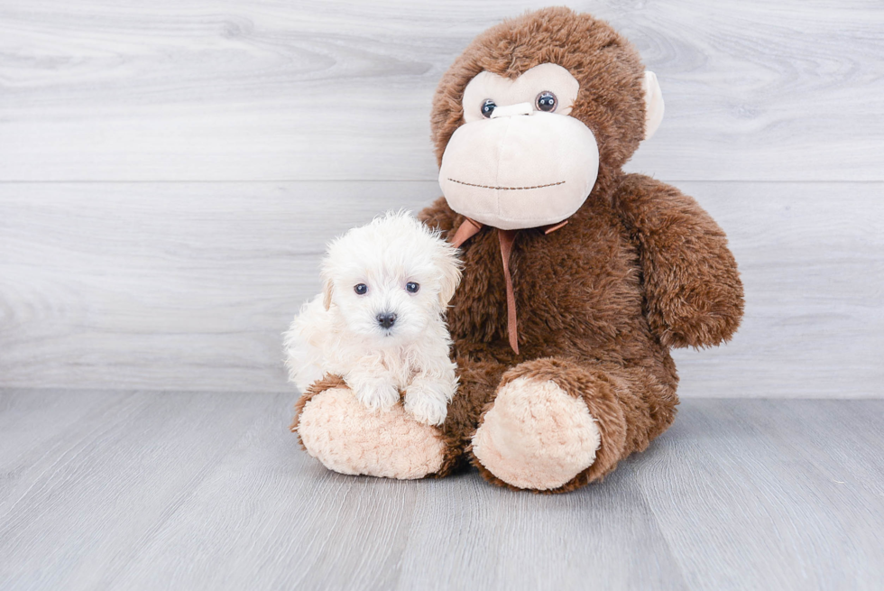 Adorable Maltese Poodle Poodle Mix Puppy