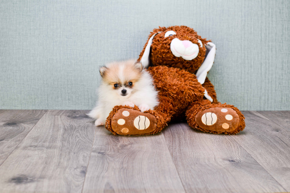 Best Pomeranian Baby