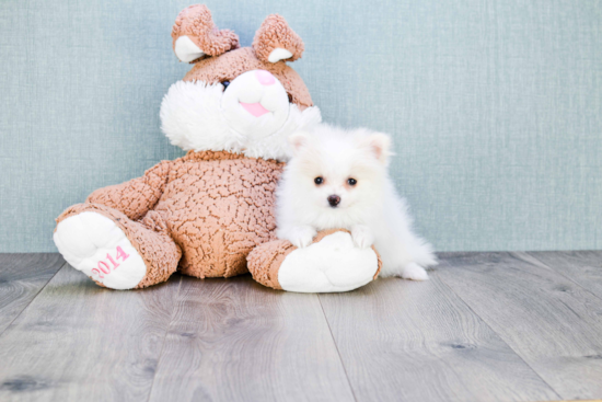 Pomeranian Pup Being Cute