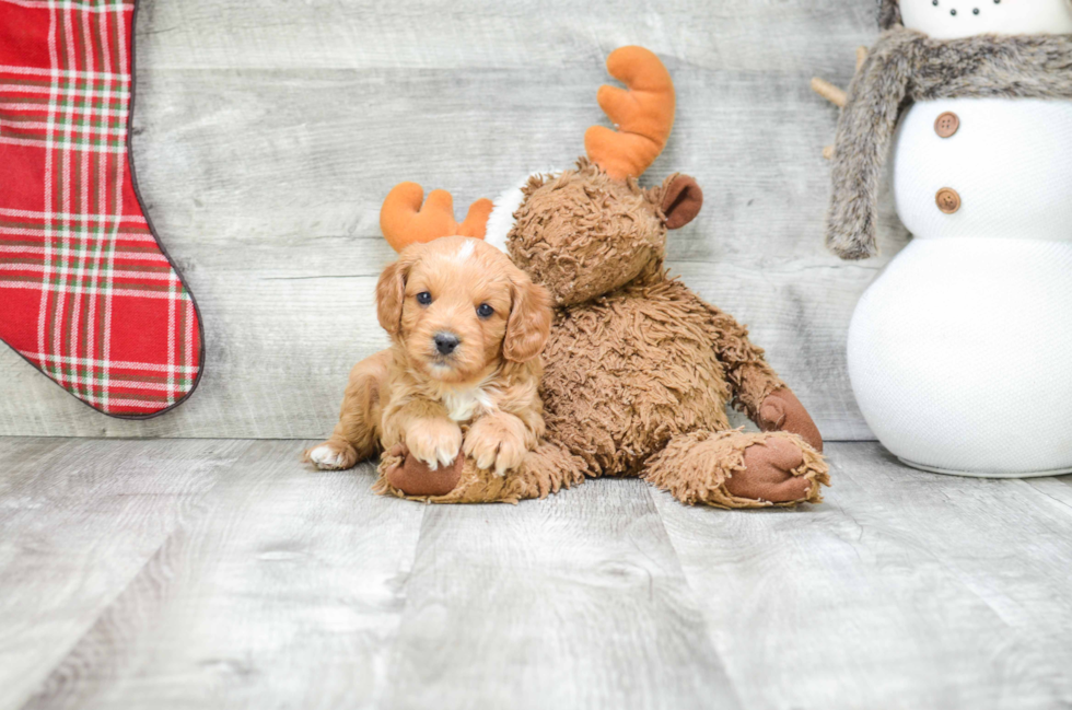 Cavapoo Pup Being Cute