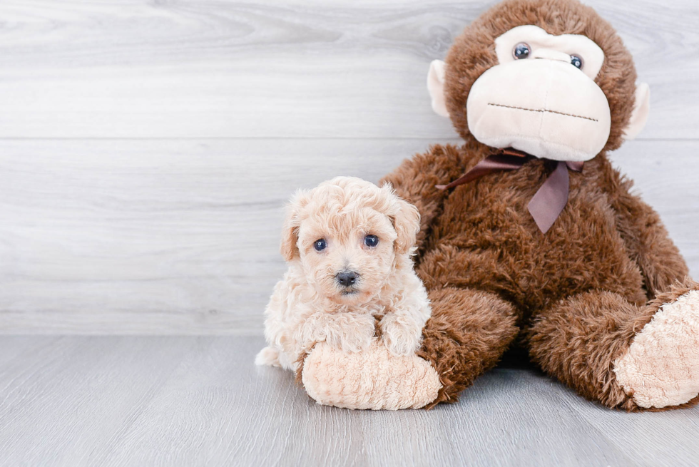 Havanese Puppy for Adoption