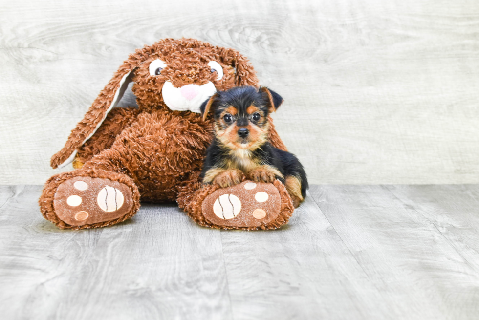 Meet Beyonce - our Yorkshire Terrier Puppy Photo 
