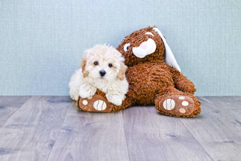 Sweet Maltipoo Baby