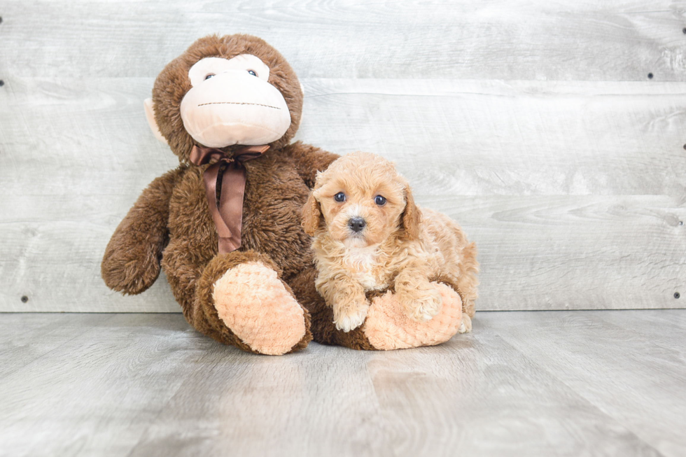 Funny Cavapoo Poodle Mix Pup