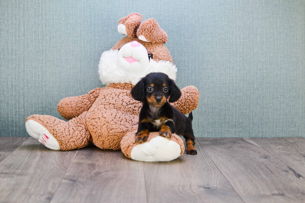 Cute Dachshund Purebred Pup