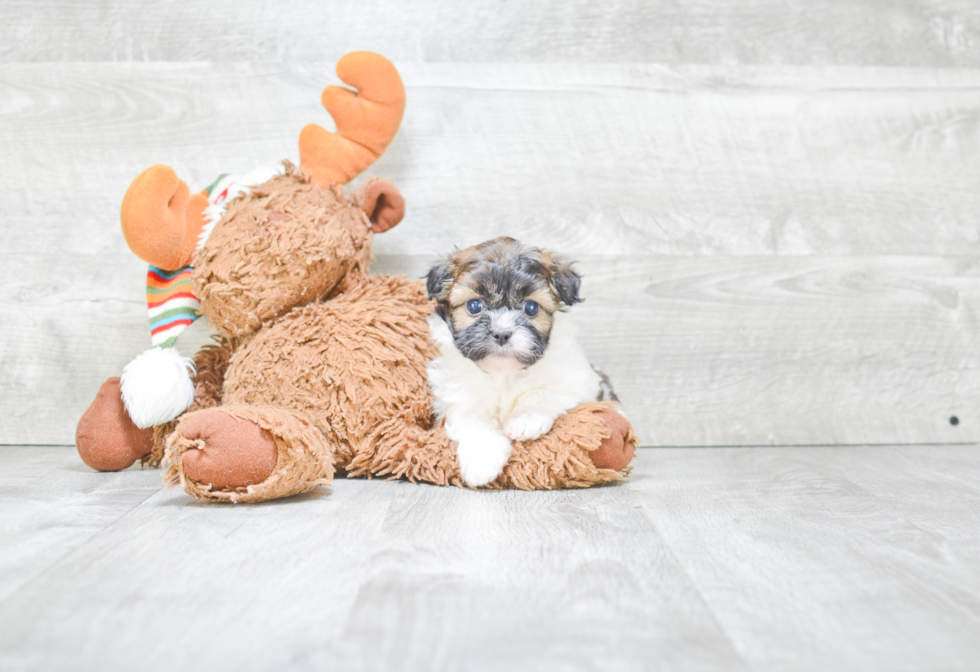 Havanese Pup Being Cute